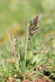 Attēlu rezultāti vaicājumam “Poa compressa”