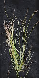 Attēlu rezultāti vaicājumam “Carex echinata”