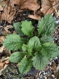 Attēlu rezultāti vaicājumam “Erigeron annuus leaf”