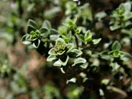 Attēlu rezultāti vaicājumam “Thymus serpyllum leaf”