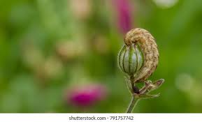 Attēlu rezultāti vaicājumam “Hadena rivularis”