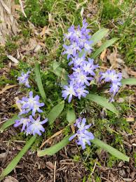 Attēlu rezultāti vaicājumam “Scilla luciliae”