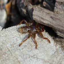 Attēlu rezultāti vaicājumam “Lipoptena cervi”