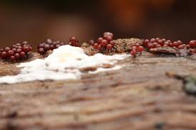 Attēlu rezultāti vaicājumam “Enerthenema papillatum young”