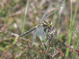 Attēlu rezultāti vaicājumam “Leucorrhinia pectoralis female”