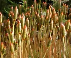 Attēlu rezultāti vaicājumam “Distichium capillaceum”