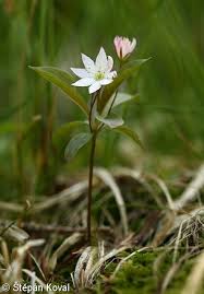 Attēlu rezultāti vaicājumam “Trientalis europaea leaf”