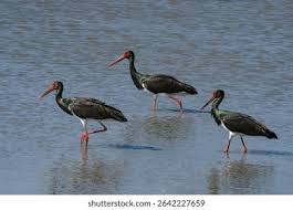 Attēlu rezultāti vaicājumam “Ciconia nigra”