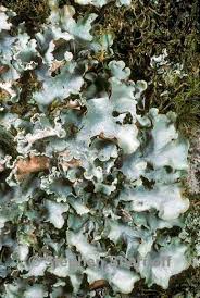 Attēlu rezultāti vaicājumam “Cetrelia olivetorum”