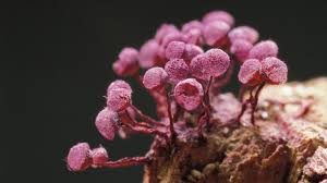 Attēlu rezultāti vaicājumam “Stemonitis lignicola macro”