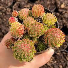 Attēlu rezultāti vaicājumam “Jovibarba globifera leaf”