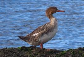Attēlu rezultāti vaicājumam “Mergus serrator female”