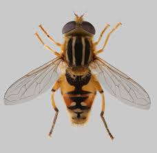 Attēlu rezultāti vaicājumam “Helophilus sp.”