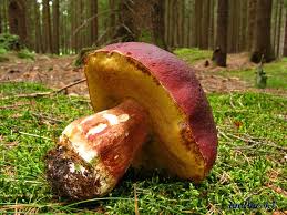 Attēlu rezultāti vaicājumam “Boletus pinophilus”