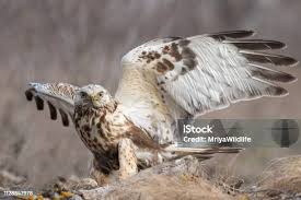 Image result for Buteo lagopus