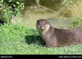 Attēlu rezultāti vaicājumam “Lutra lutra”
