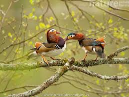 Attēlu rezultāti vaicājumam “Aix galericulata”