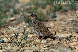 Image result for Calandrella rufescens