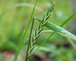 Attēlu rezultāti vaicājumam “Elytrigia repens”