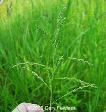Attēlu rezultāti vaicājumam “Glyceria striata”