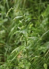 Attēlu rezultāti vaicājumam “Sphacelotheca hydropiperis”