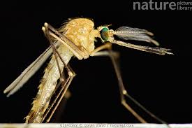 Attēlu rezultāti vaicājumam “Culex pipiens”