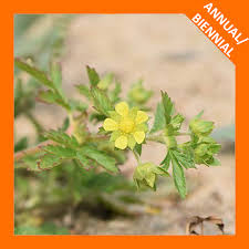 Attēlu rezultāti vaicājumam “Potentilla supina flower”