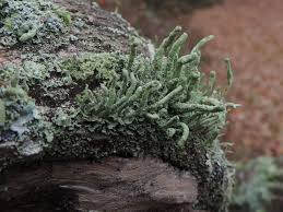 Attēlu rezultāti vaicājumam “Cladonia ochrochlora”