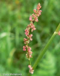 Attēlu rezultāti vaicājumam “Rumex acetosa bud”