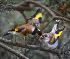 Attēlu rezultāti vaicājumam “Carduelis carduelis adult”