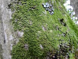 Attēlu rezultāti vaicājumam “Metzgeria violacea”