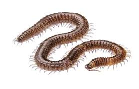 Attēlu rezultāti vaicājumam “Geophilidae”