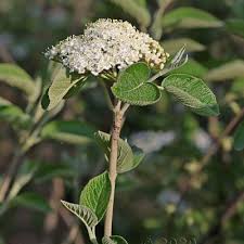 Attēlu rezultāti vaicājumam “Adoxaceae”