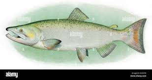 Image result for Oncorhynchus tshawytscha