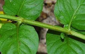 Attēlu rezultāti vaicājumam “Lysimachia nummularia leaf”
