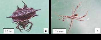 Attēlu rezultāti vaicājumam “Araneidae”