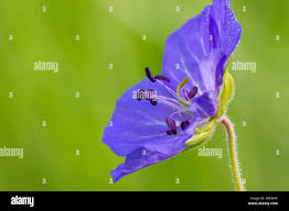 Image result for Storchschnäbel