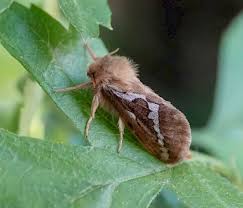 Attēlu rezultāti vaicājumam “Hepialidae”