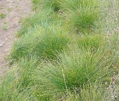 Attēlu rezultāti vaicājumam “Trichophorum cespitosum fruit”