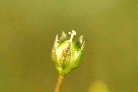 Attēlu rezultāti vaicājumam “Linum catharticum fruit”