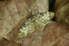 Attēlu rezultāti vaicājumam “Eupithecia tantillaria”