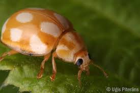 Attēlu rezultāti vaicājumam “Calvia decemguttata”