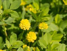 Attēlu rezultāti vaicājumam “Trifolium aureum flower”