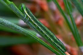 Attēlu rezultāti vaicājumam “Gilpinia”