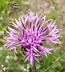 Attēlu rezultāti vaicājumam “Centaurea scabiosa fruit”