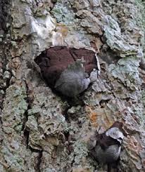 Attēlu rezultāti vaicājumam “Amaurochaete atra young”