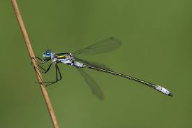 Attēlu rezultāti vaicājumam “Lestes sponsa”