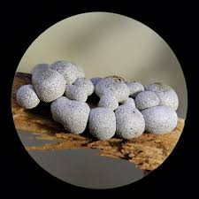 Attēlu rezultāti vaicājumam “Badhamia panicea”