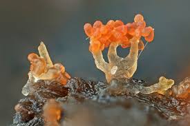 Attēlu rezultāti vaicājumam “Stemonitis foliicola”