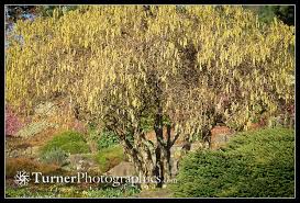 Attēlu rezultāti vaicājumam “Corylus avellana”